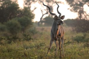 Kapama-wildlife-kudu-and-bushveld