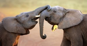Exploring the Wilderness: A Dive into South Africa's Diverse Game Reserves