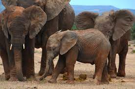 The Allure of Kruger National Park: South Africa's Wildlife Eden