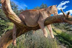 The Allure of Kruger National Park: South Africa's Wildlife Eden