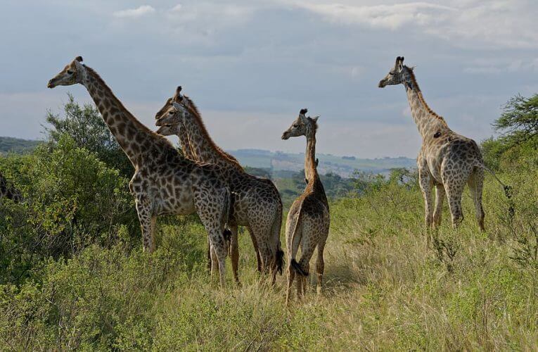 Tala Game Reserve