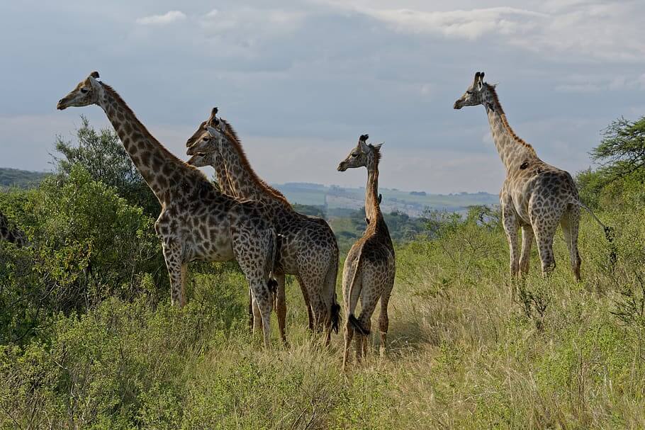 Tala Game Reserve