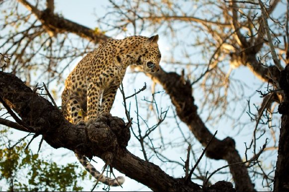 Pilanesberg National Park: South Africa's Hidden Safari Gem