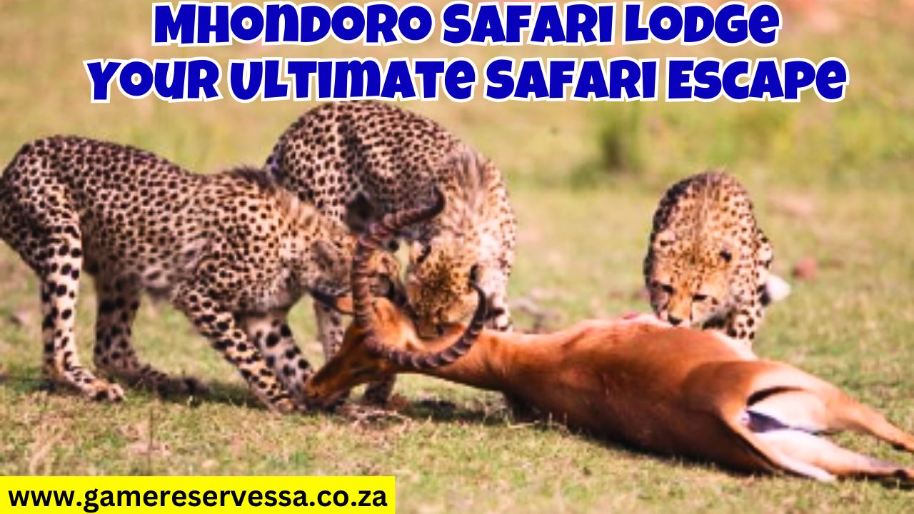 Mhondoro Safari Lodge – Your Ultimate Safari Escape