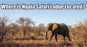 Where is Ngala Safari Lodge Located?